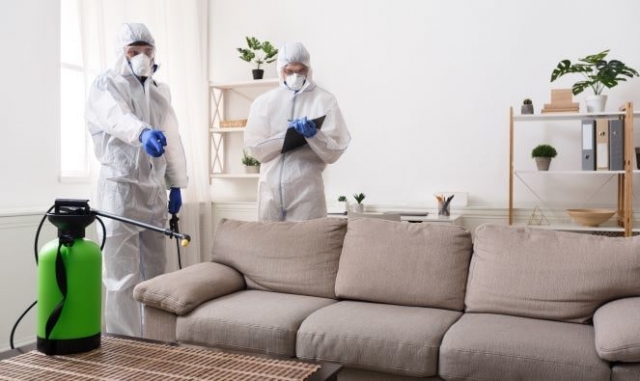 Where Do Bed Bugs Come From